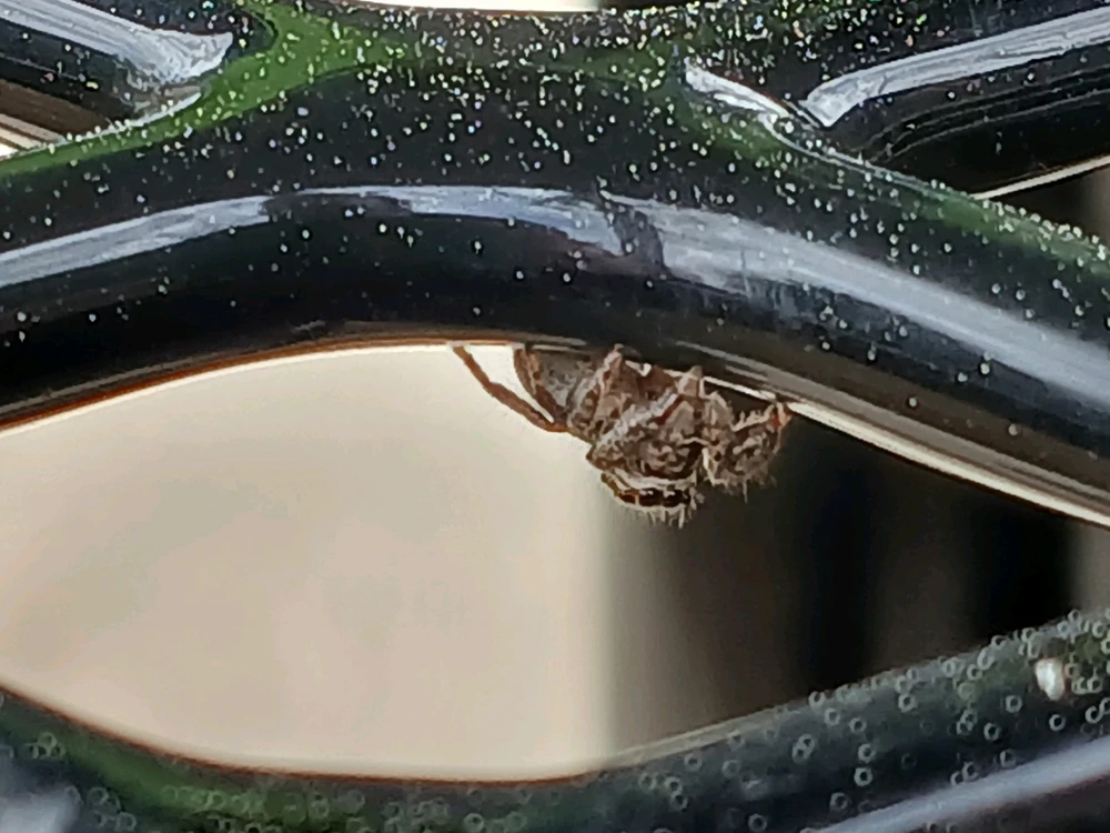 Image uploaded by Dillon