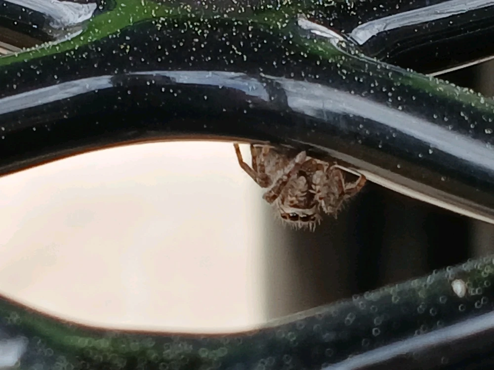 Image uploaded by Dillon