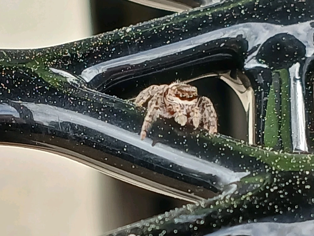 Image uploaded by Dillon