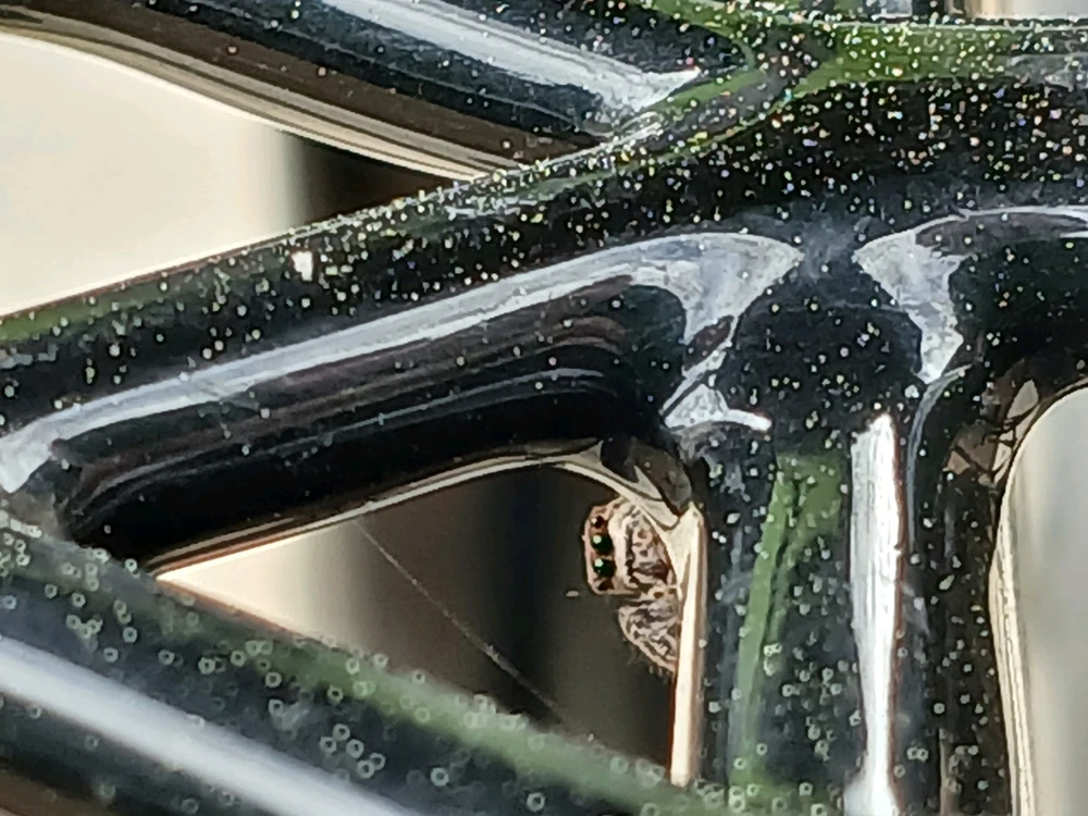 Image uploaded by Dillon