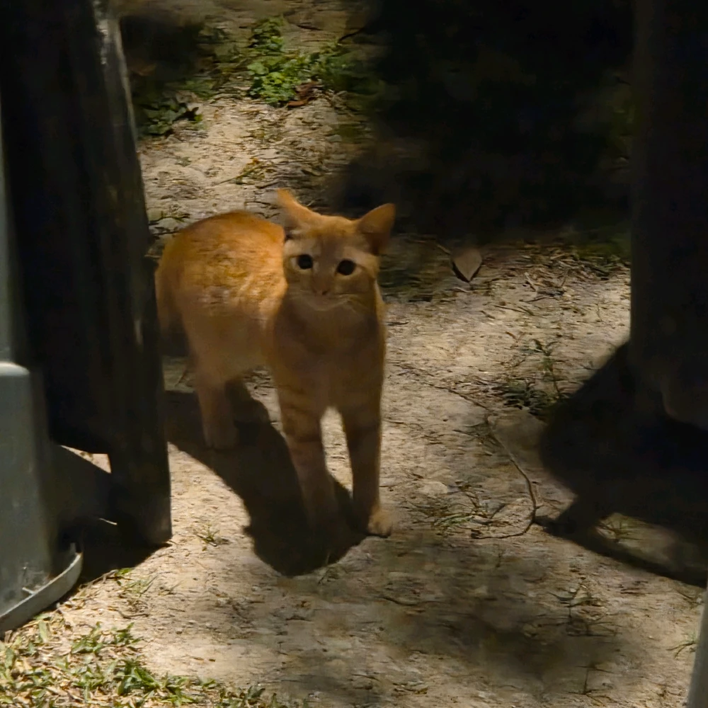 Saw a bunch of feral kittens observing me. I try to feed them when I can.
