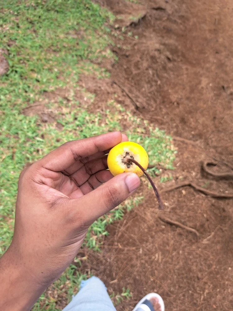 Image uploaded by Samuel