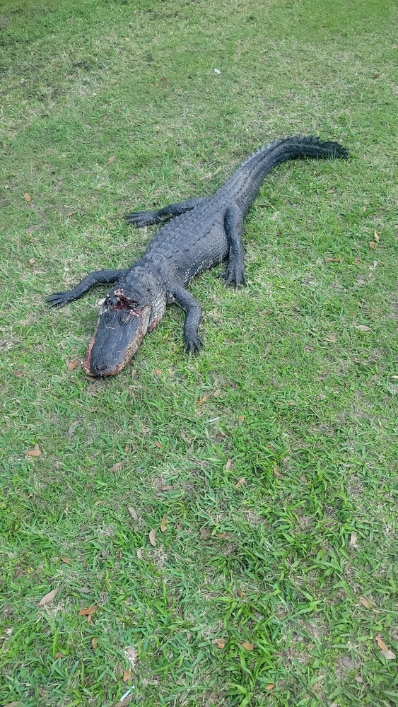 GIF uploaded by Turro