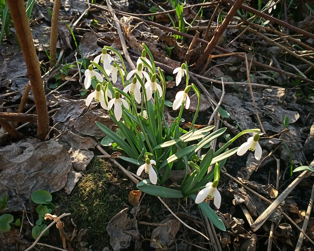 Зображення завантажив Black Mirror (⁠◔⁠‿⁠◔⁠)