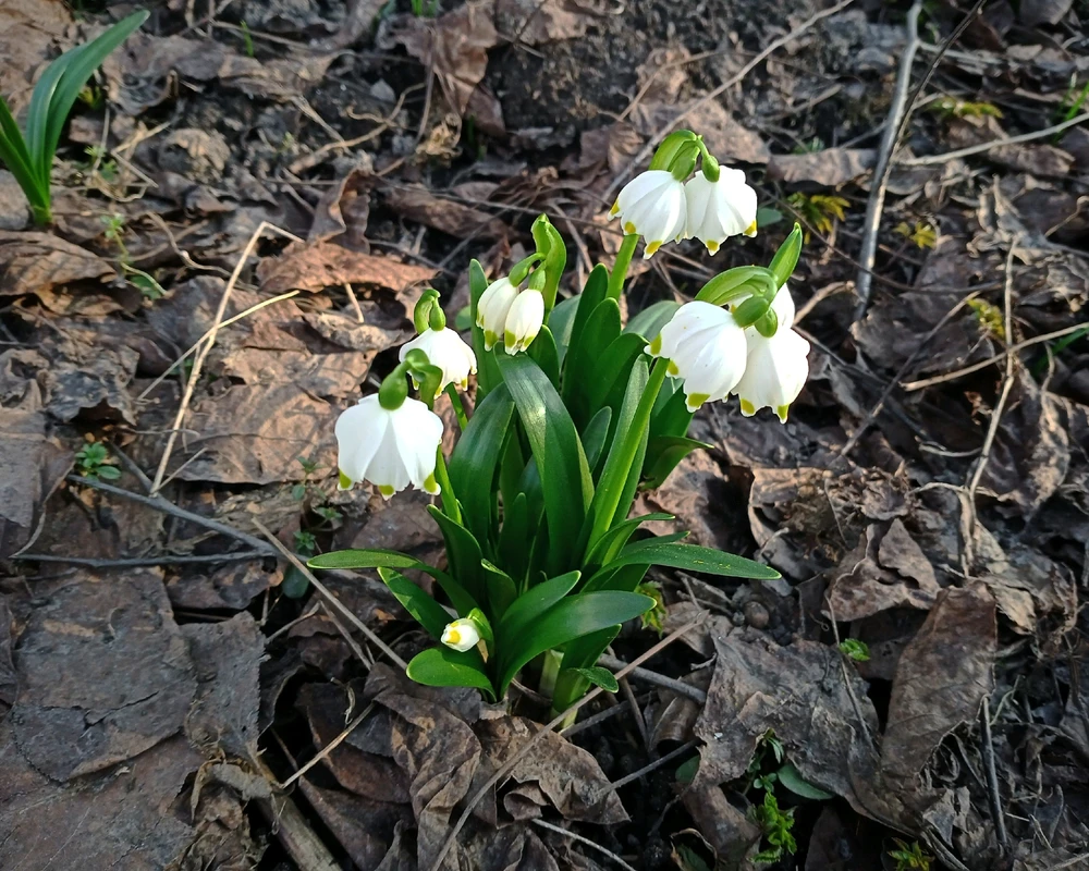 Зображення завантажив Black Mirror (⁠◔⁠‿⁠◔⁠)