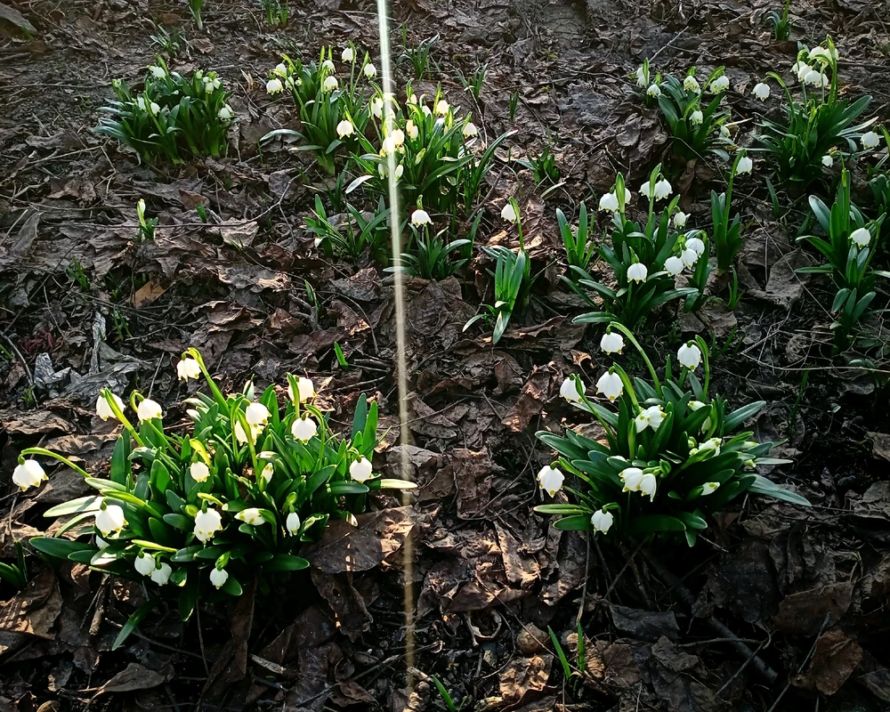 Зображення завантажив Black Mirror (⁠◔⁠‿⁠◔⁠)