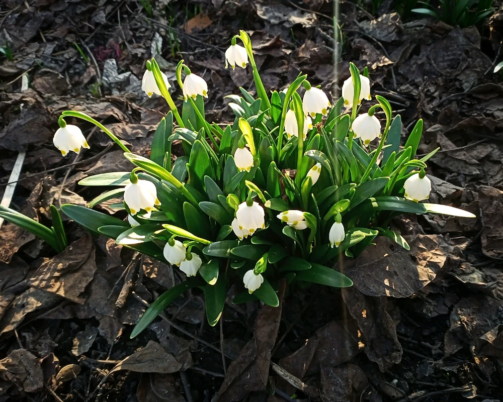 Зображення завантажив Black Mirror (⁠◔⁠‿⁠◔⁠)