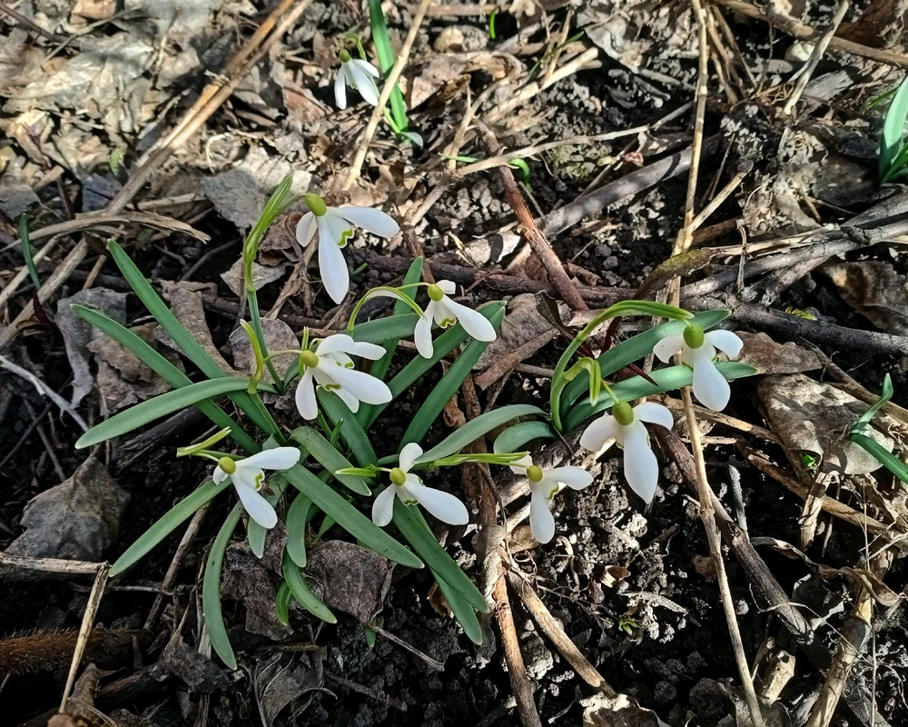 Зображення завантажив Black Mirror (⁠◔⁠‿⁠◔⁠)