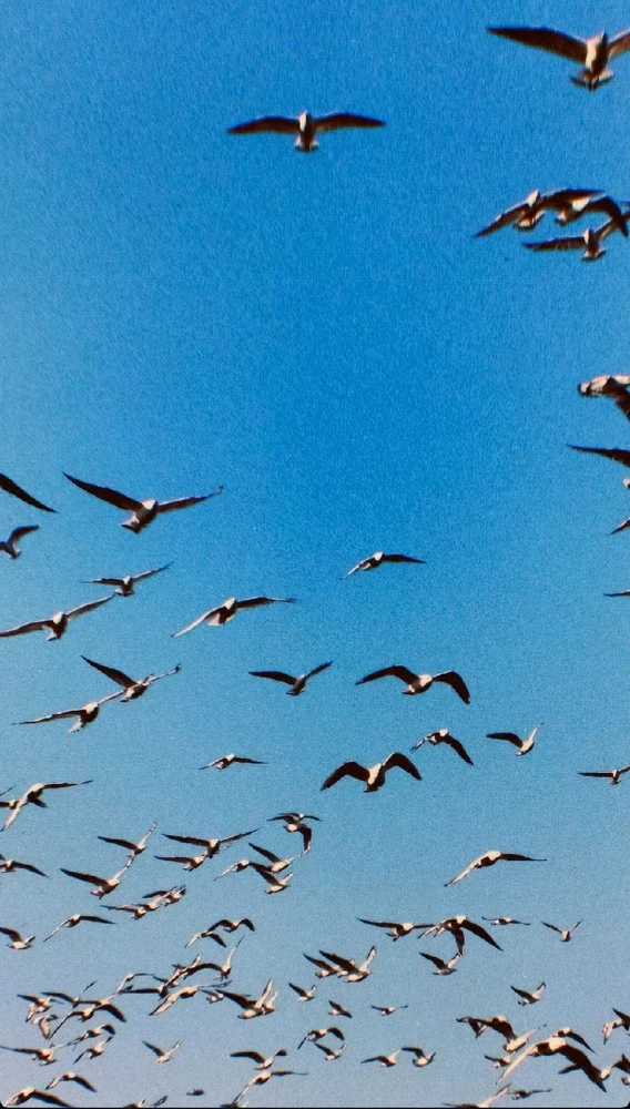 Image uploaded by ꓤꓯGꓧꓯꓥ