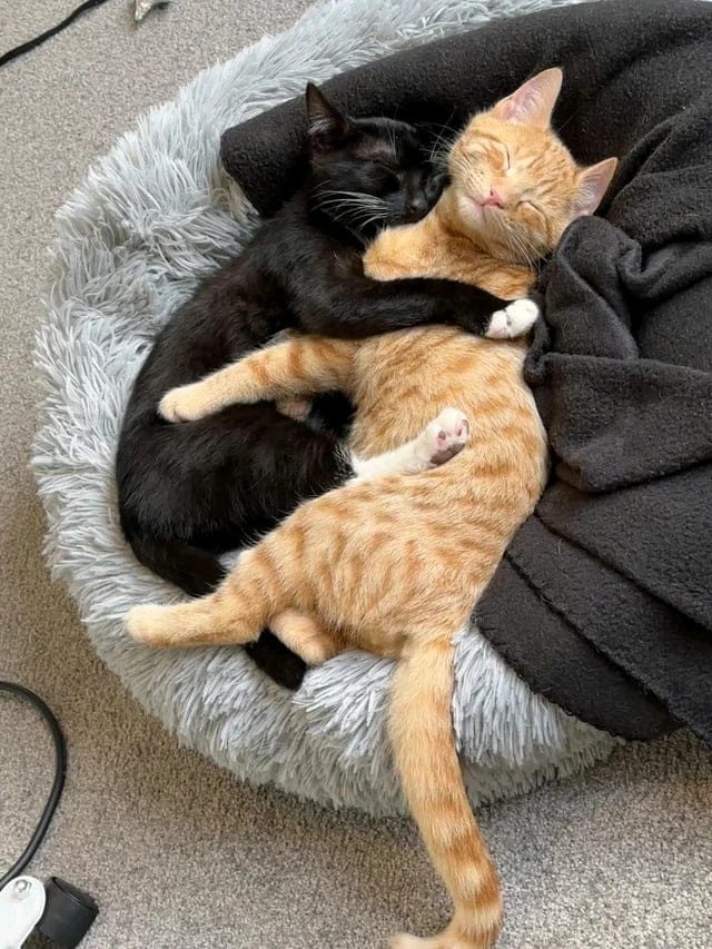 GIF subido por Marcelo