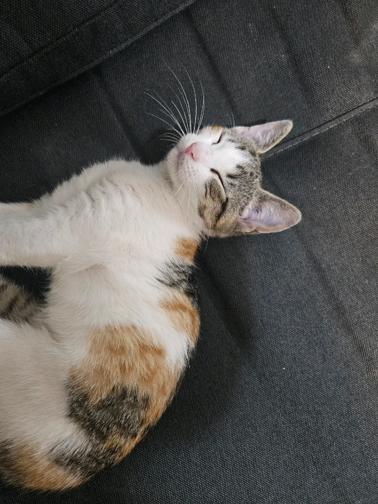 GIF încărcat de Florin