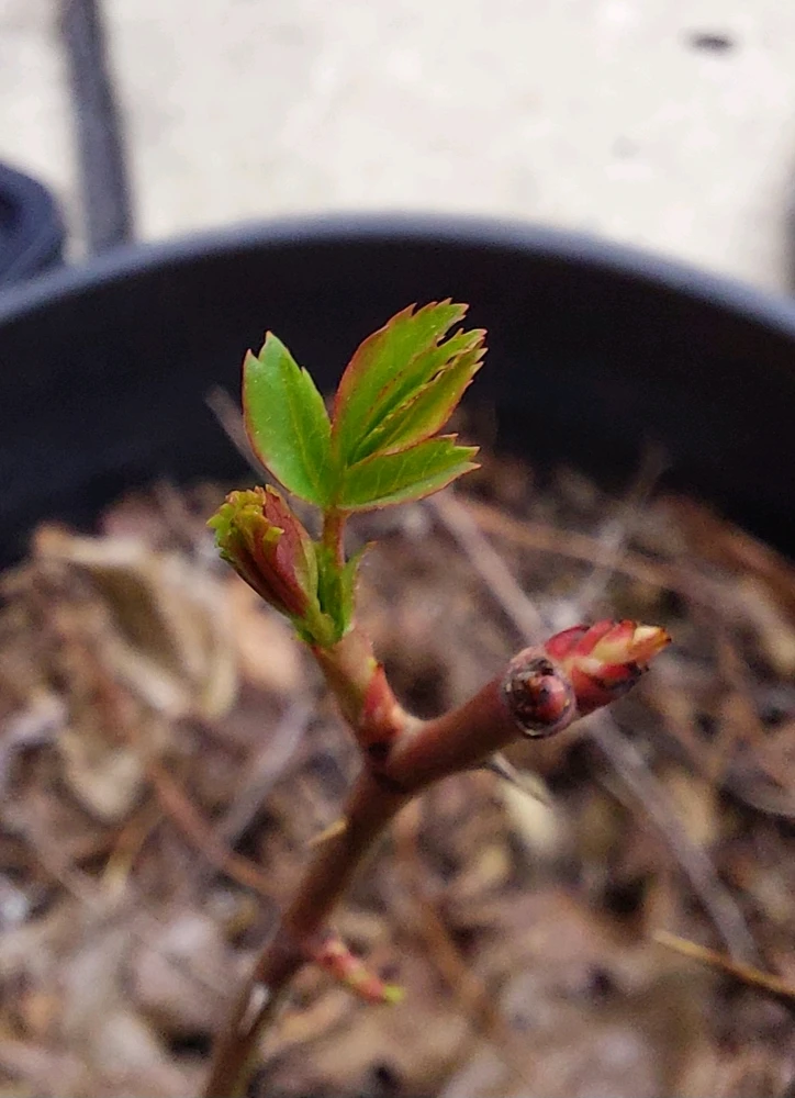 Image uploaded by HairyEagle