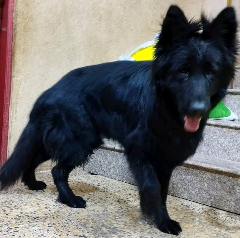 GIF رفعها Magfyshreif