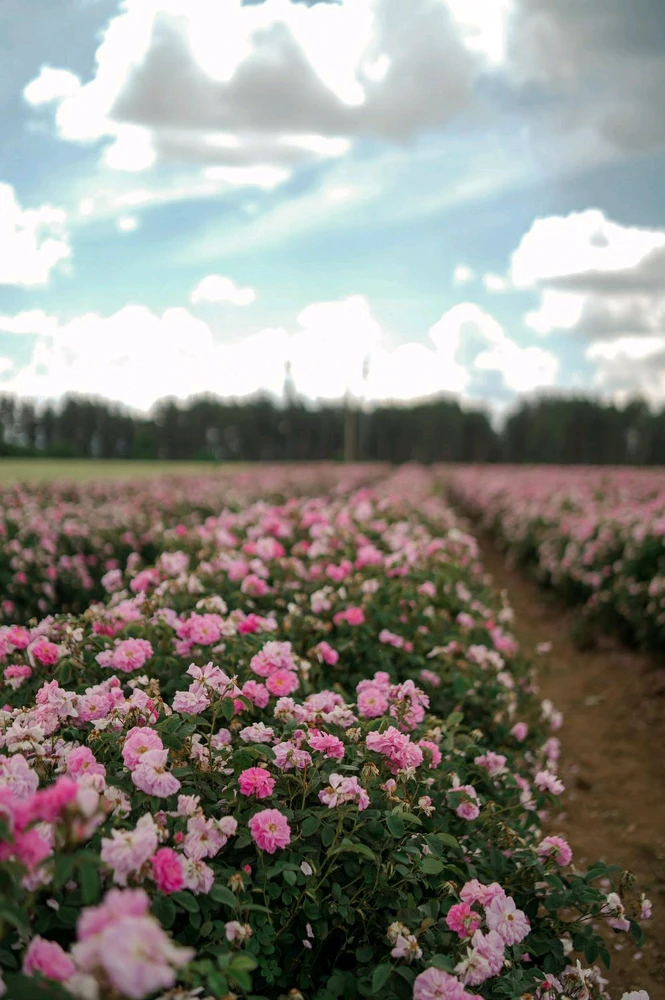 GIF uploaded by Самуил Samchester