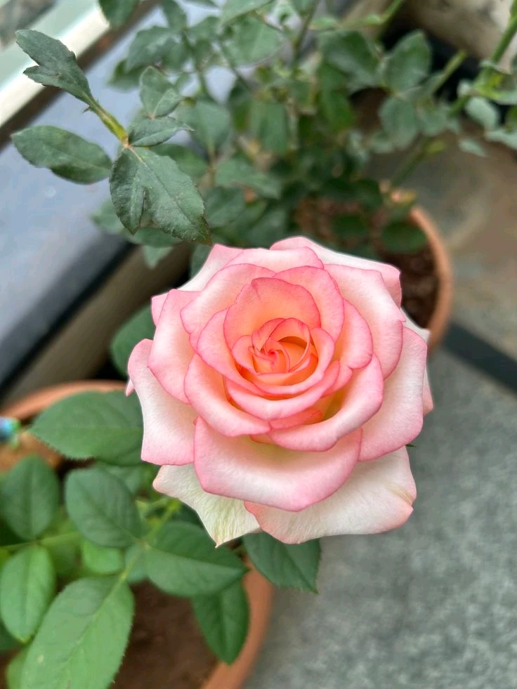 GIF uploaded by 𝑨𝒏𝒆𝒆𝒍..