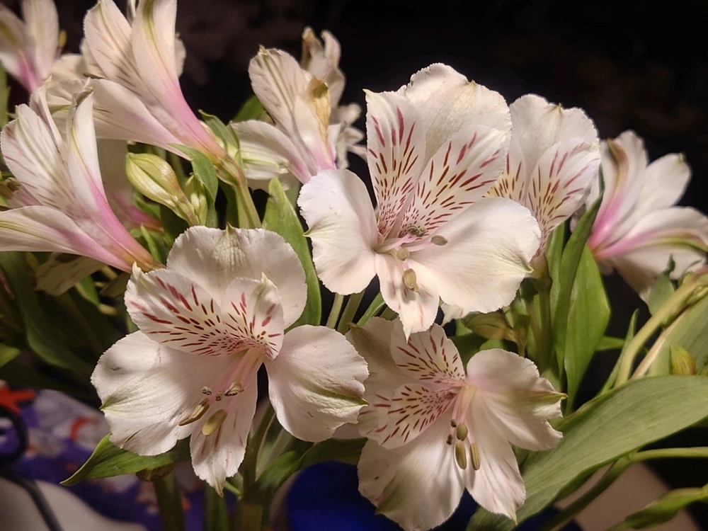 GIF uploaded by Gainer