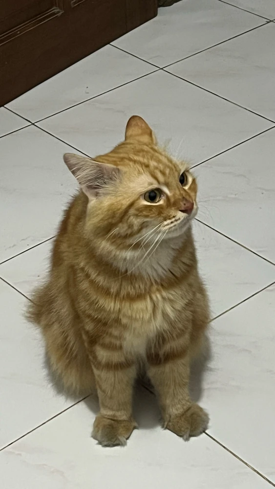I-upload ni nisachu ang larawan