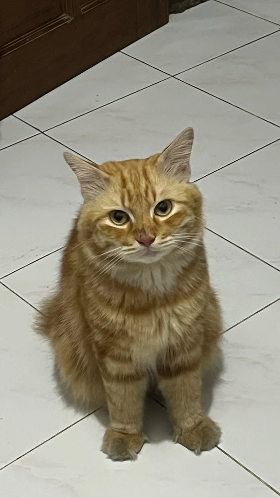 I-upload ni nisachu ang larawan