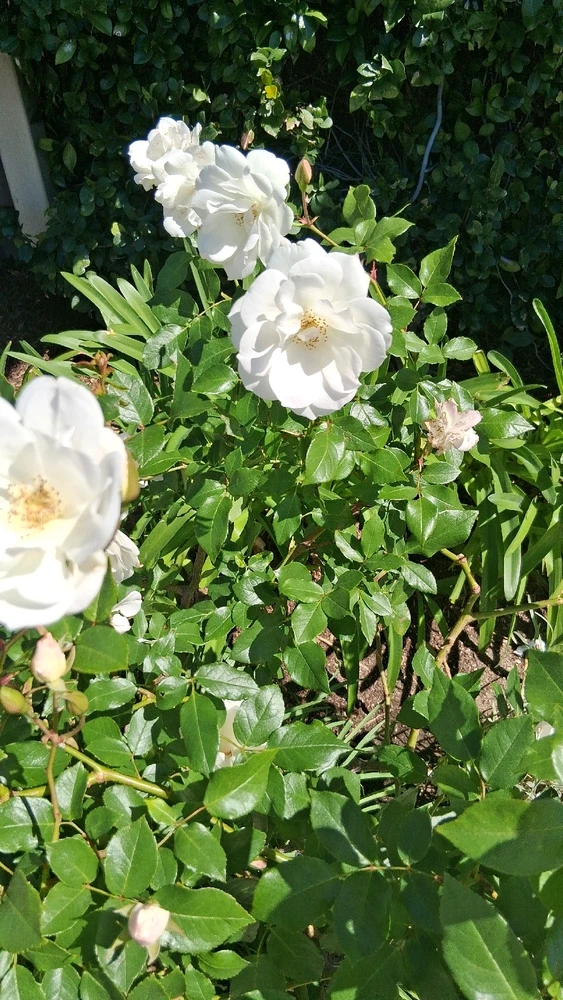 Image uploaded by Crissy