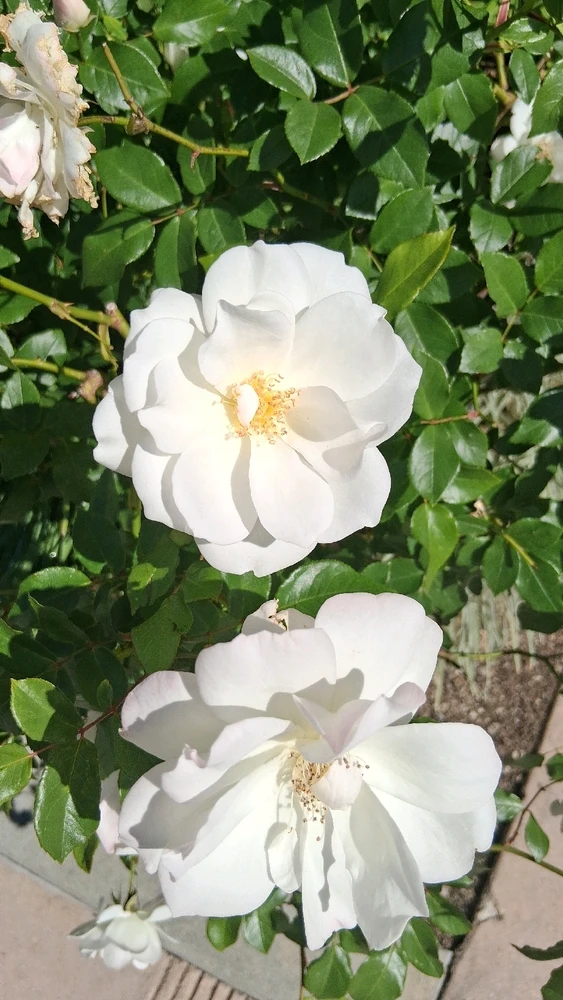 Image uploaded by Crissy