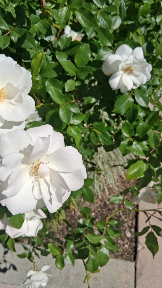 Image uploaded by Crissy