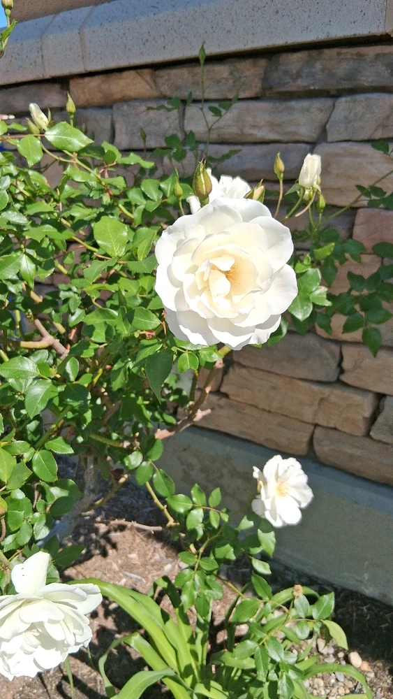 Image uploaded by Crissy