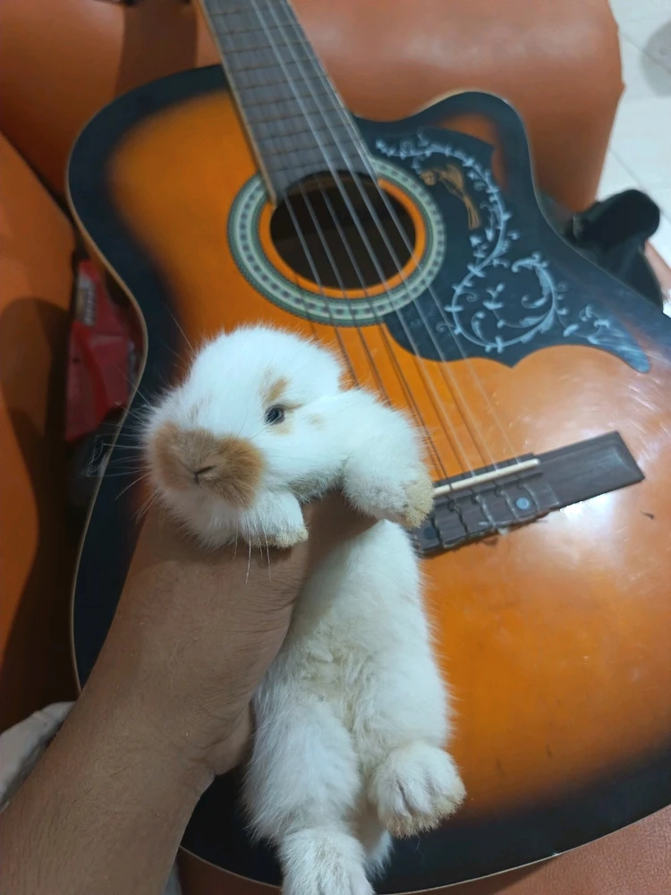 GIF subido por Luigui