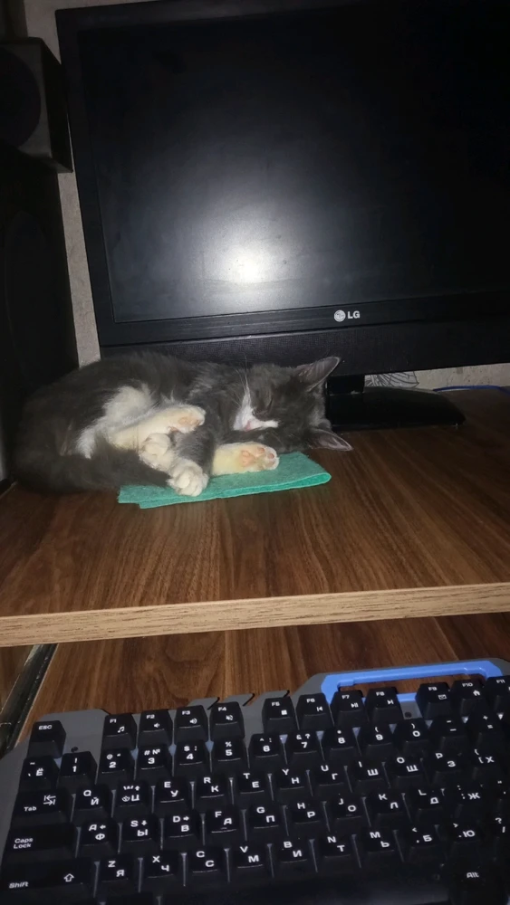 GIF загрузил Рамиз