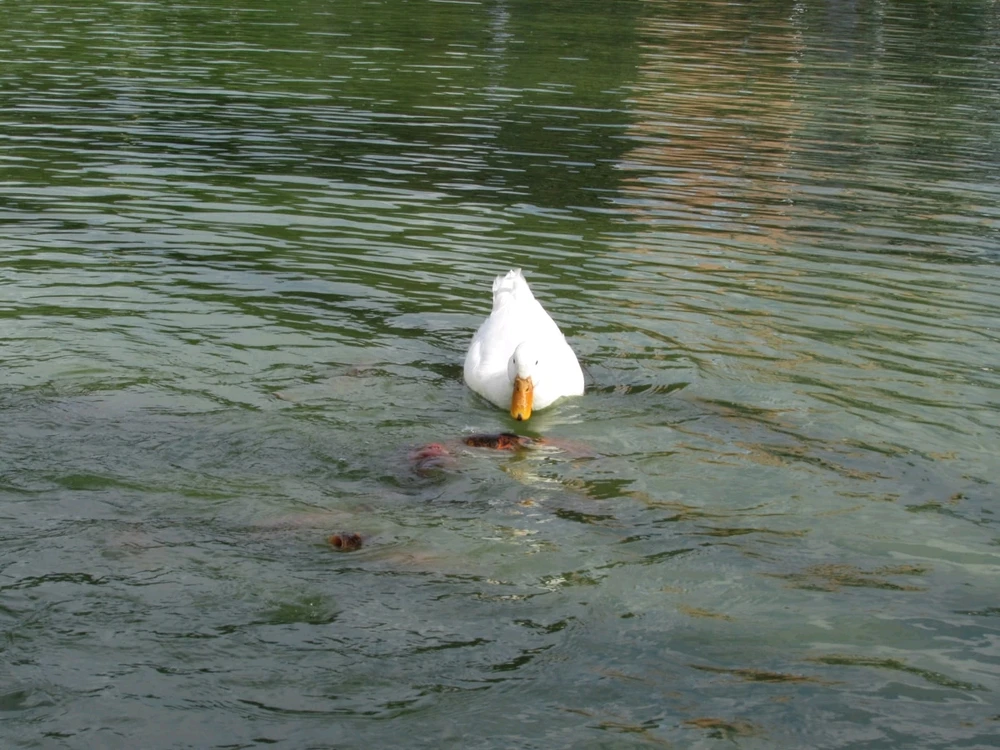 Imagen subida por Girasol