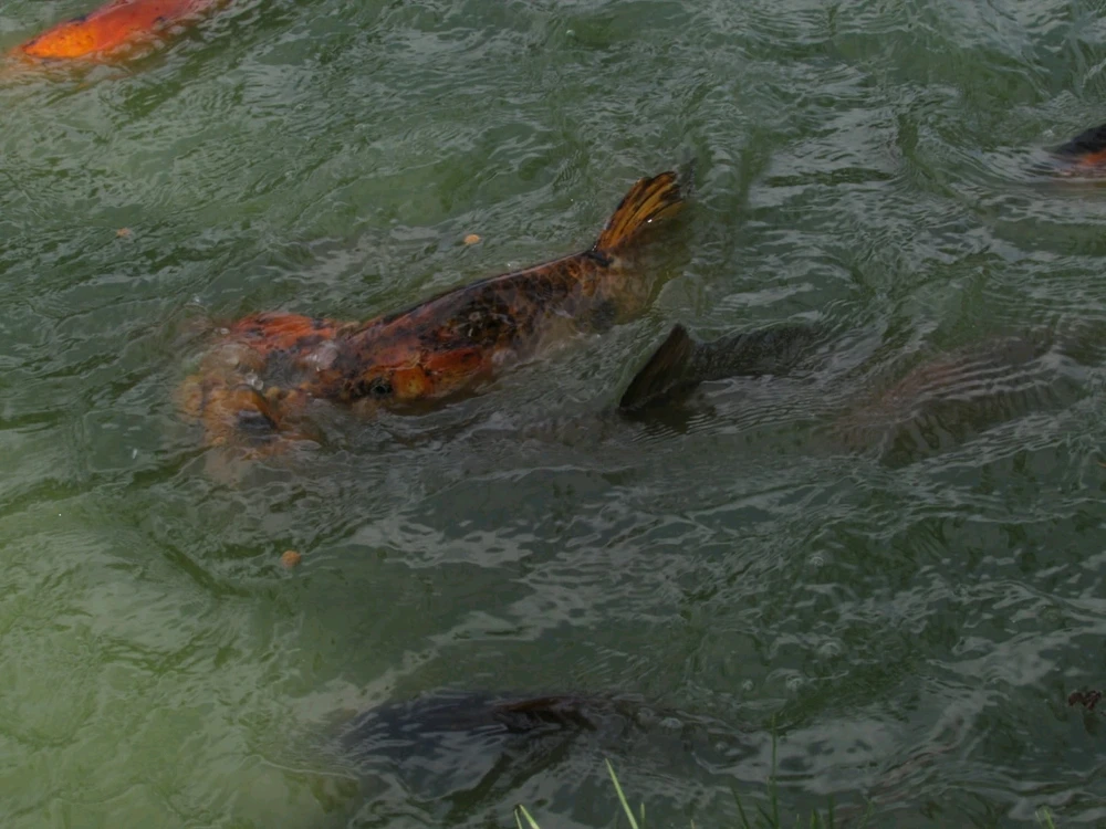 Imagen subida por Girasol