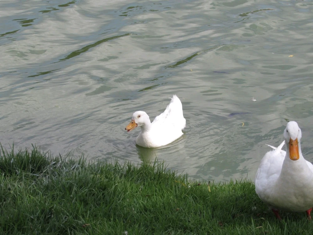 Imagen subida por Girasol