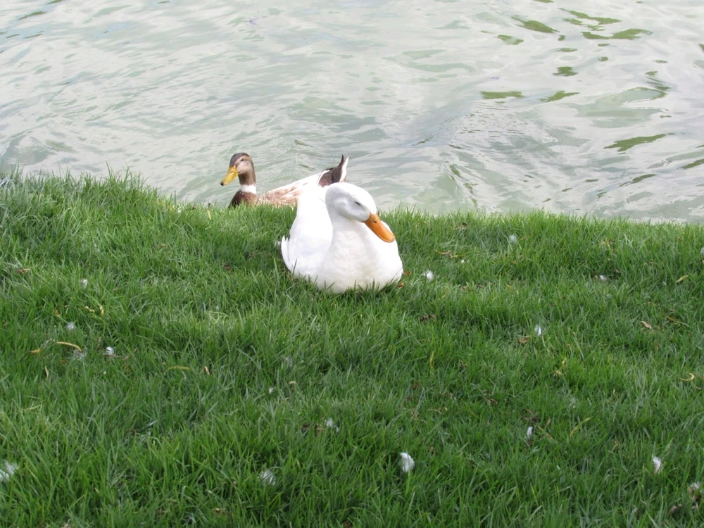 Imagen subida por Girasol