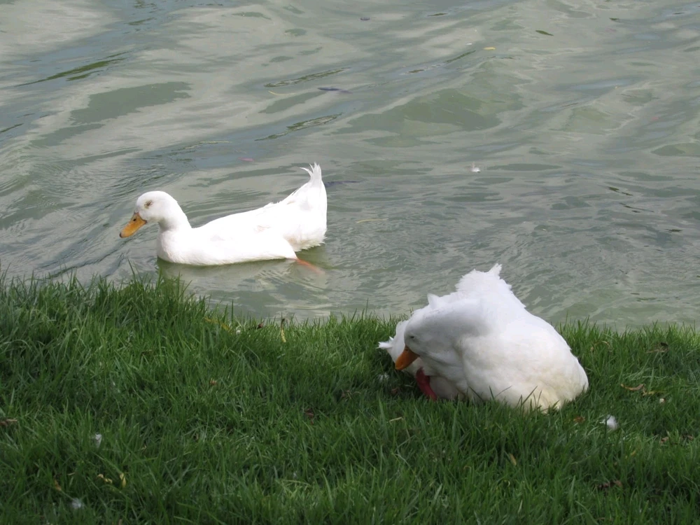 Imagen subida por Girasol