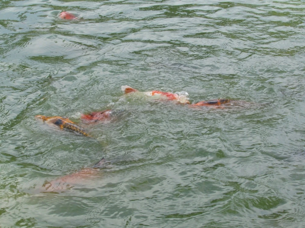 Imagen subida por Girasol