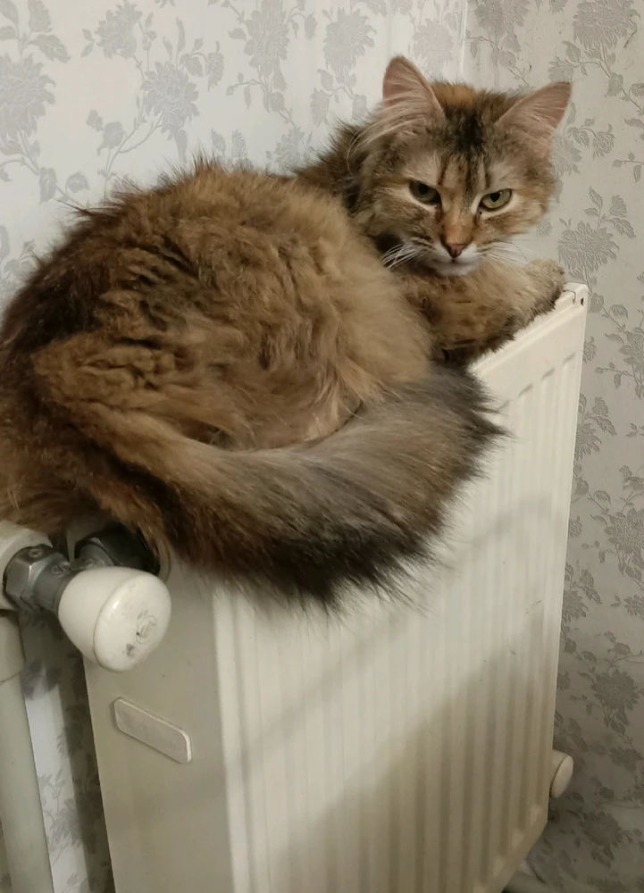 Гіфку завантажив Ігор