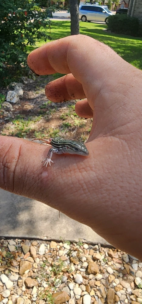 Image uploaded by Aiden