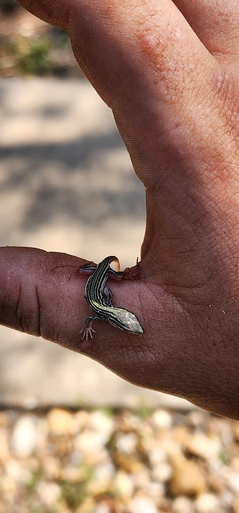 Image uploaded by Aiden