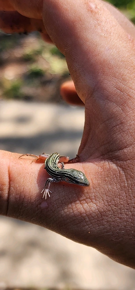 Image uploaded by Aiden