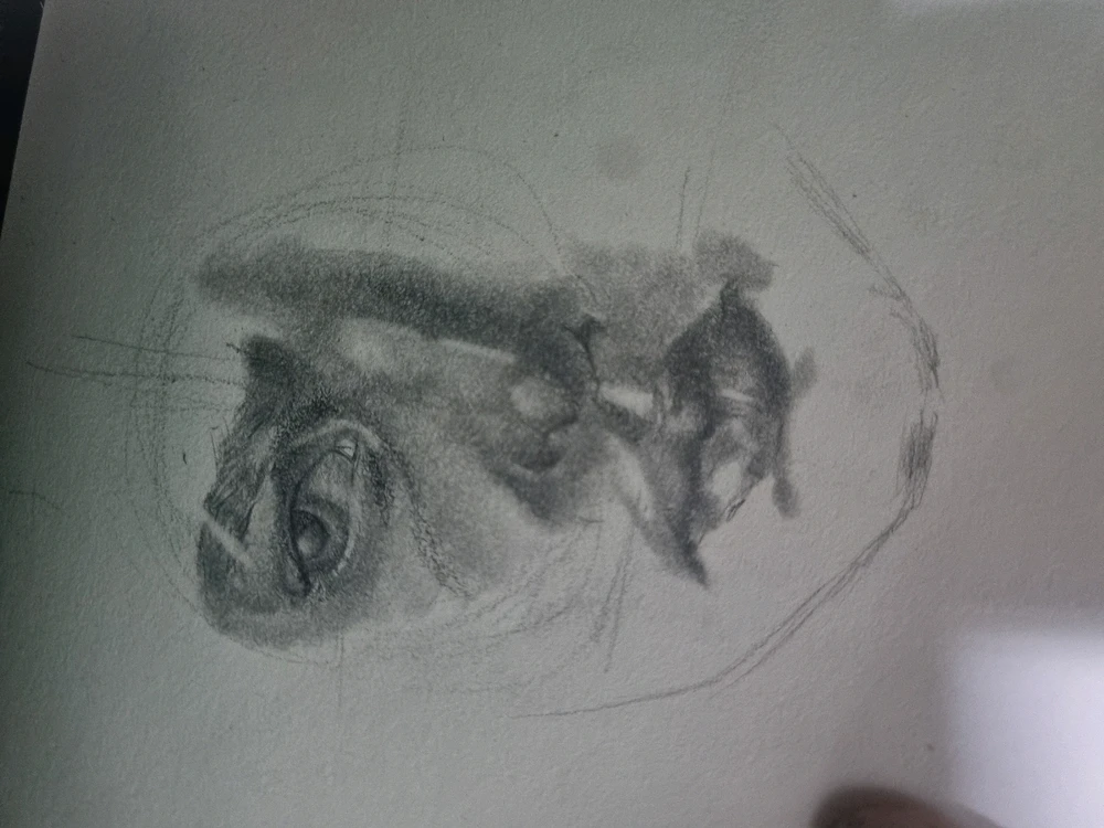 Imagem enviada por Matheus