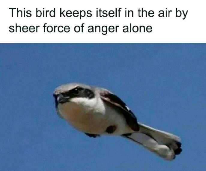 GIF hochgeladen von Osthexe