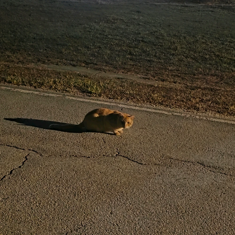 Saw another feral kitty on my walk/jog