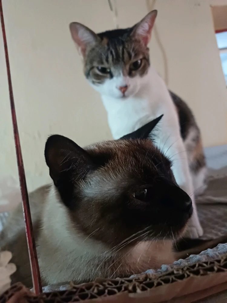 GIF enviado por Wesley