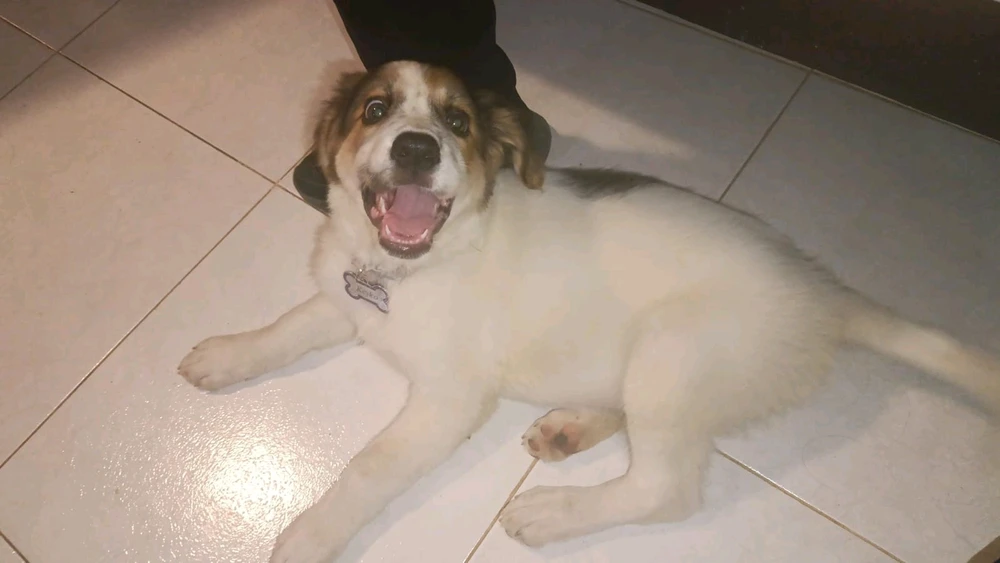 GIF subido por Daniel