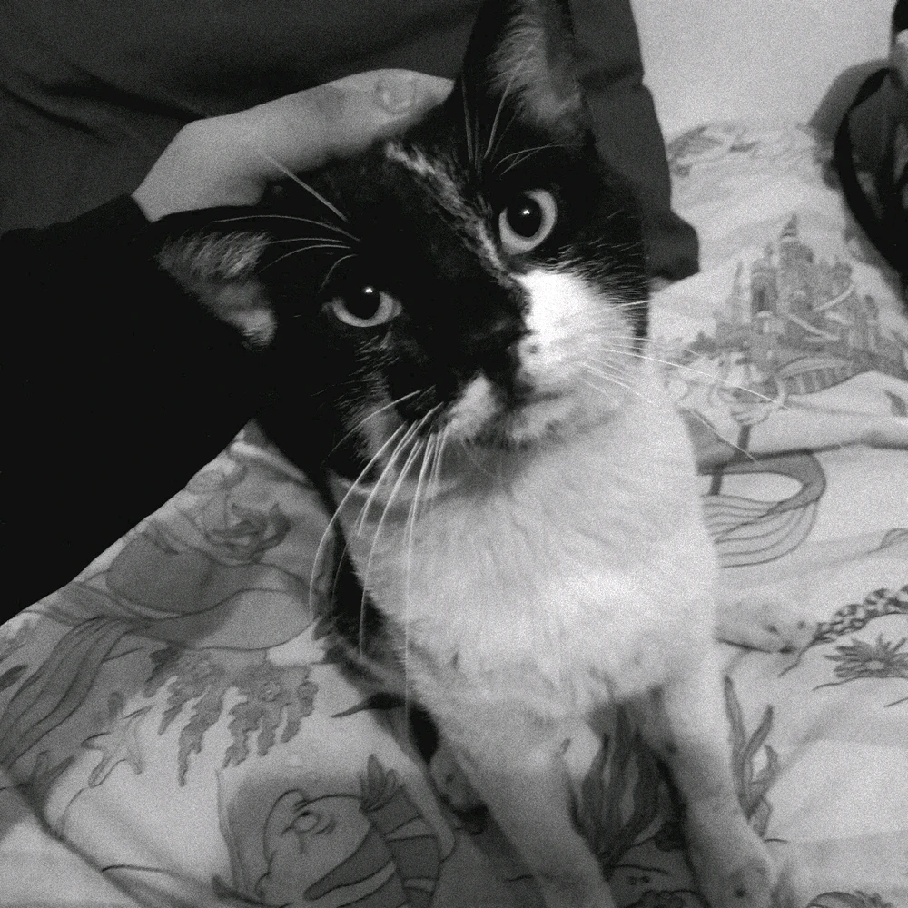 Imagen subida por Sam