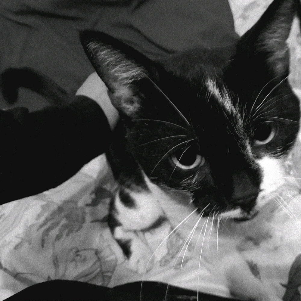 Imagen subida por Sam