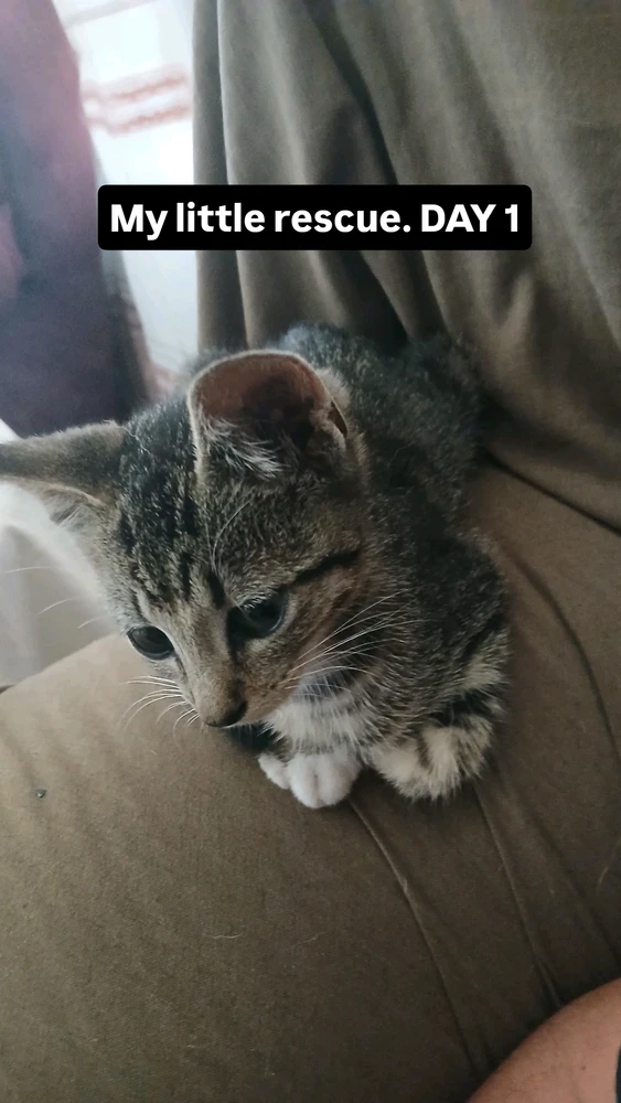 GIF uploaded by GENTLE GIANT