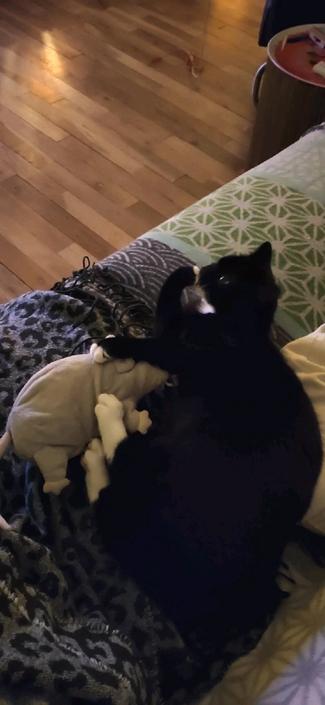 Image uploaded by Tuyan