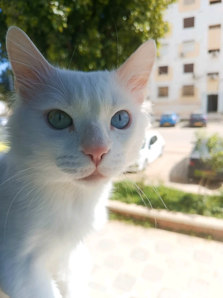 Image ajoutée par Kun iheb