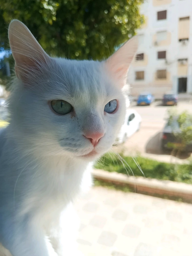 Image ajoutée par Kun iheb