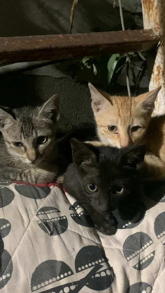 Image uploaded by Aryan